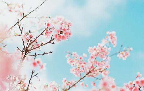 파스텔 톤의 예쁜 벚꽃 사진 모음 | 인스티즈