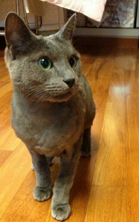 이젠 사라진 남자아이돌의 파라다이스 | 인스티즈