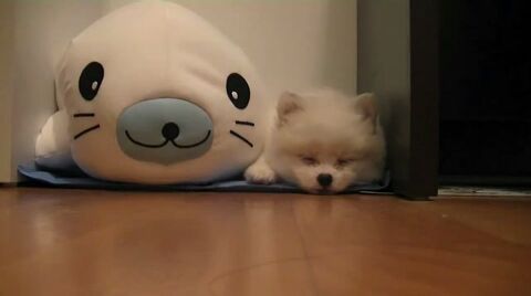 [EXO/백현] 수의사 변백현이랑 연애하는 썰 | 인스티즈