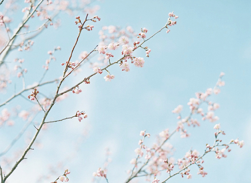 파스텔 톤의 예쁜 벚꽃 사진 모음 | 인스티즈
