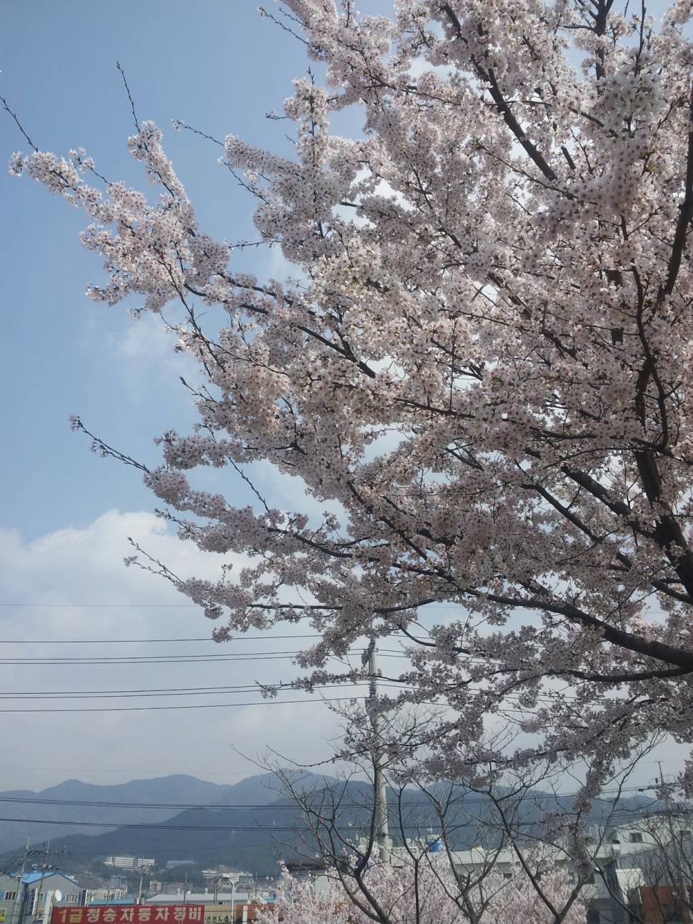 [VIXX/이홍빈] 봄날, 벚꽃 그리고 너 | 인스티즈