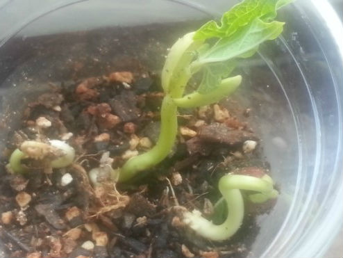 [EXO/디오] 제 오빠는 도경수입니다. (46; 콩심은 데 콩나고 사과심은 데 콩난다) | 인스티즈