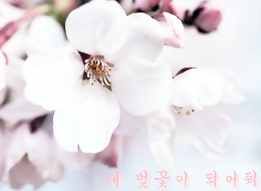 [B.A.P/대영] 벚꽃 Prologue | 인스티즈