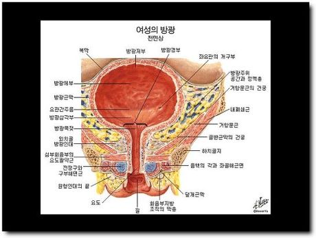 남자생식기와 여자 생식기 해부적구조 (15) | 인스티즈