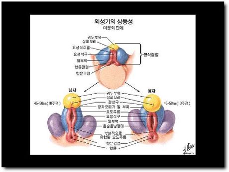 남자생식기와 여자 생식기 해부적구조 (15) | 인스티즈