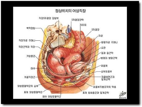 남자생식기와 여자 생식기 해부적구조 (15) | 인스티즈