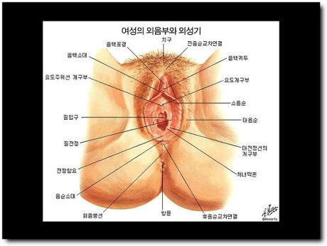 남자생식기와 여자 생식기 해부적구조 (15) | 인스티즈