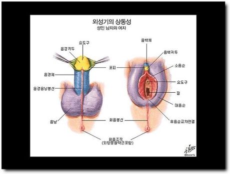 남자생식기와 여자 생식기 해부적구조 (15) | 인스티즈