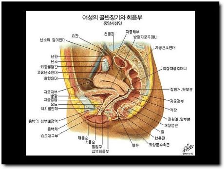 남자생식기와 여자 생식기 해부적구조 (15) | 인스티즈