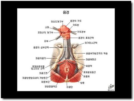 남자생식기와 여자 생식기 해부적구조 (15) | 인스티즈