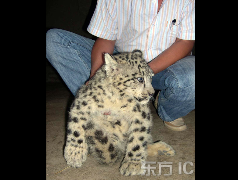 새끼 눈표범을 고양이로 착각하여 키운 중국인 | 인스티즈