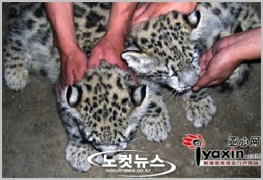 새끼 눈표범을 고양이로 착각하여 키운 중국인 | 인스티즈