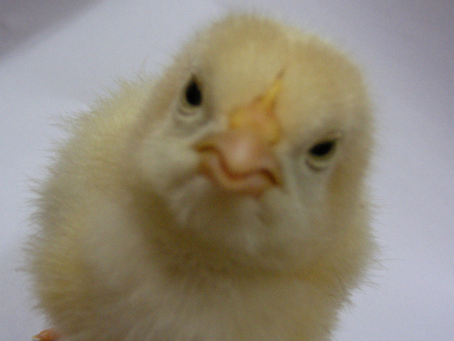 야!! 너네 치킨 먹지마!! | 인스티즈