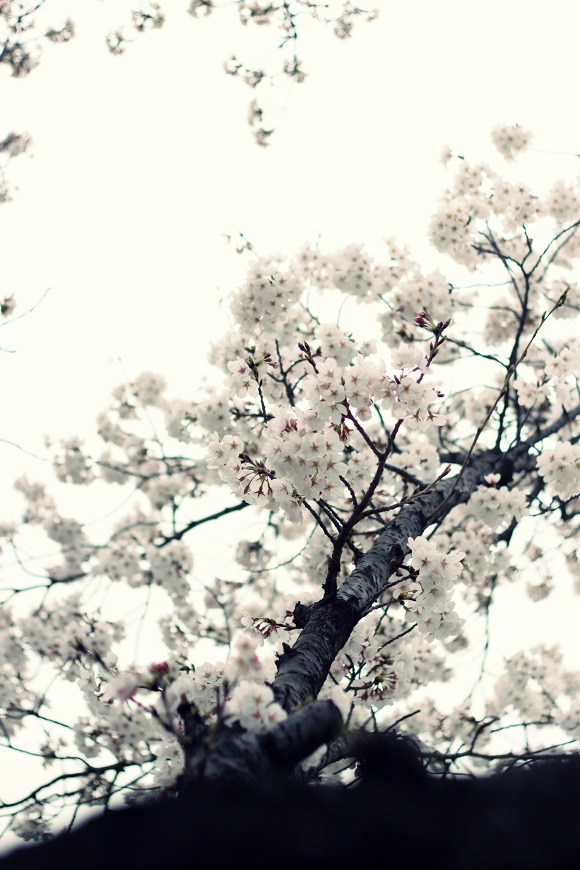 경상남도 창원시 벚꽃풍경 | 인스티즈