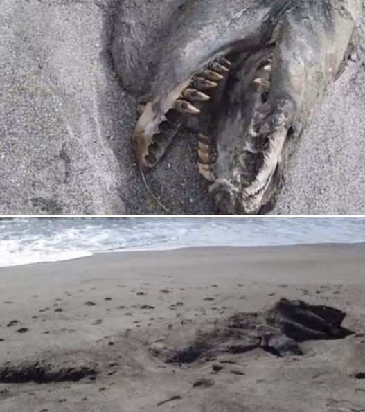 선사시대 바다 괴물 발견…“9m 길이에 날카로운 이빨” | 인스티즈