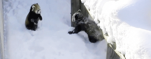 [EXO/카디] Bong! Bong! A (반인반수) | 인스티즈