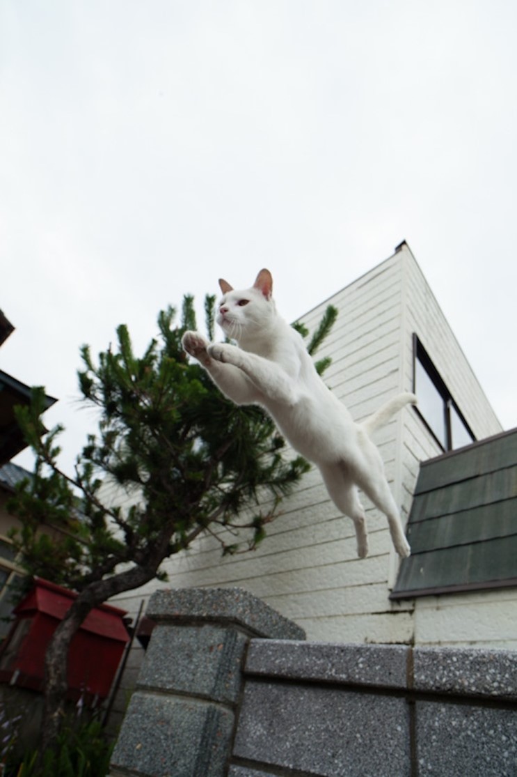 후쿠오카 고양이 마을