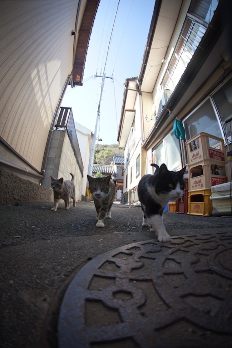후쿠오카 고양이 마을