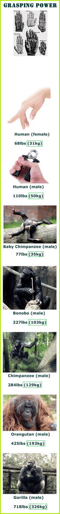 전세계에서 5명만 쥘 수 있는 '악력기' (가장 악력이 강한 남자) | 인스티즈