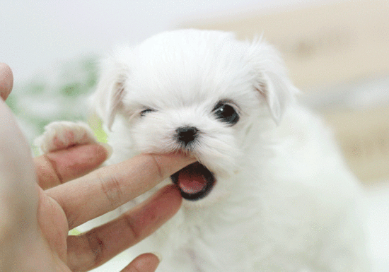 [EXO/찬레이] 피스톨즈 | 인스티즈