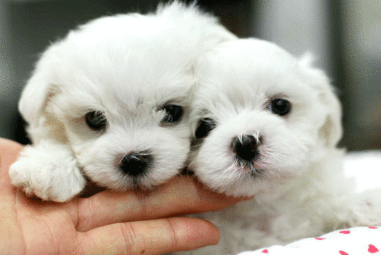 [EXO/찬레이] 피스톨즈 | 인스티즈