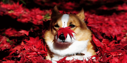 1ff771bac344397b9c18b8dd69979bf8.gif