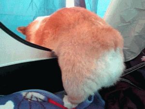 7f755647c663f85ab6c3f013f0ad1963.gif