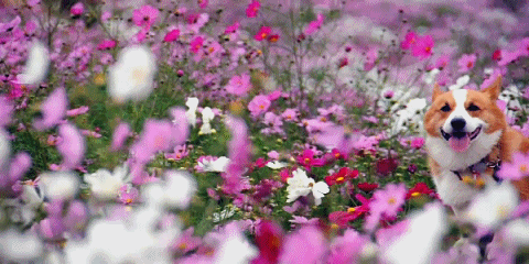 ded4051f6fe1c2f44944c5cad68740f0.gif