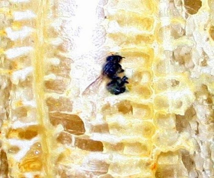벌집이 만들어 지는 과정.jpg | 인스티즈