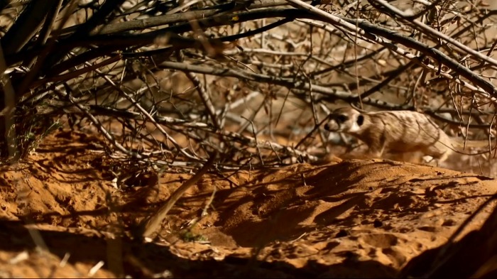 바람까마귀가 겨울에 살아남는 방법.jpg (BBC다큐-아프리카) | 인스티즈