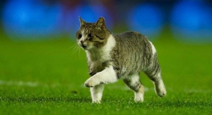 Cat on the pitch. Инфографика к матчу &#171;Ливерпуль&#187; - &#171;Тоттенхэм&#187;