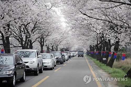 여자친구와 떠나는 국내 최고의 벚꽃드라이브코스들 | 인스티즈